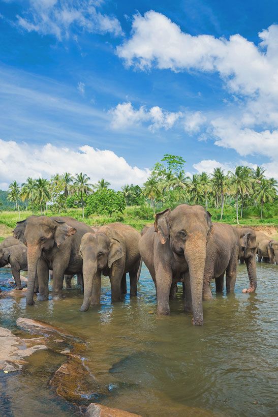 Safari in Sri Lanka: The Best National Parks to See Elephants, Leopards, and More wildlife