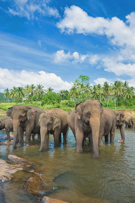 Safari in Sri Lanka: The Best National Parks to See Elephants, Leopards, and More wildlife