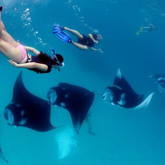 Exploring the Giant Manta Rays in Bali