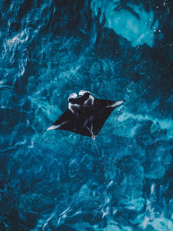 MANTARAY experience