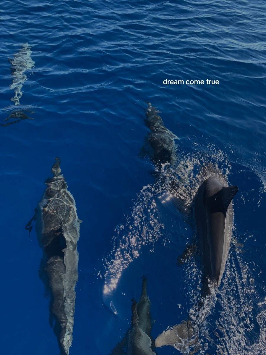 DOLPHIN experience