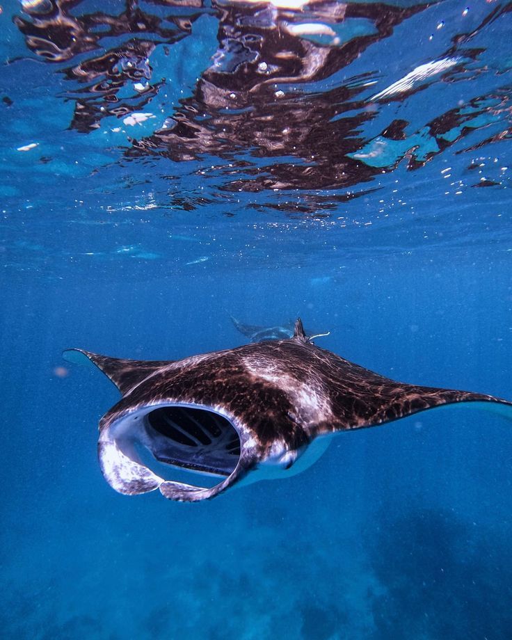 MANTARAY experience