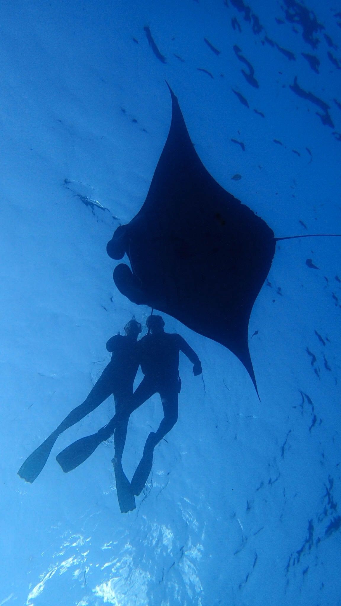 MANTARAY experience