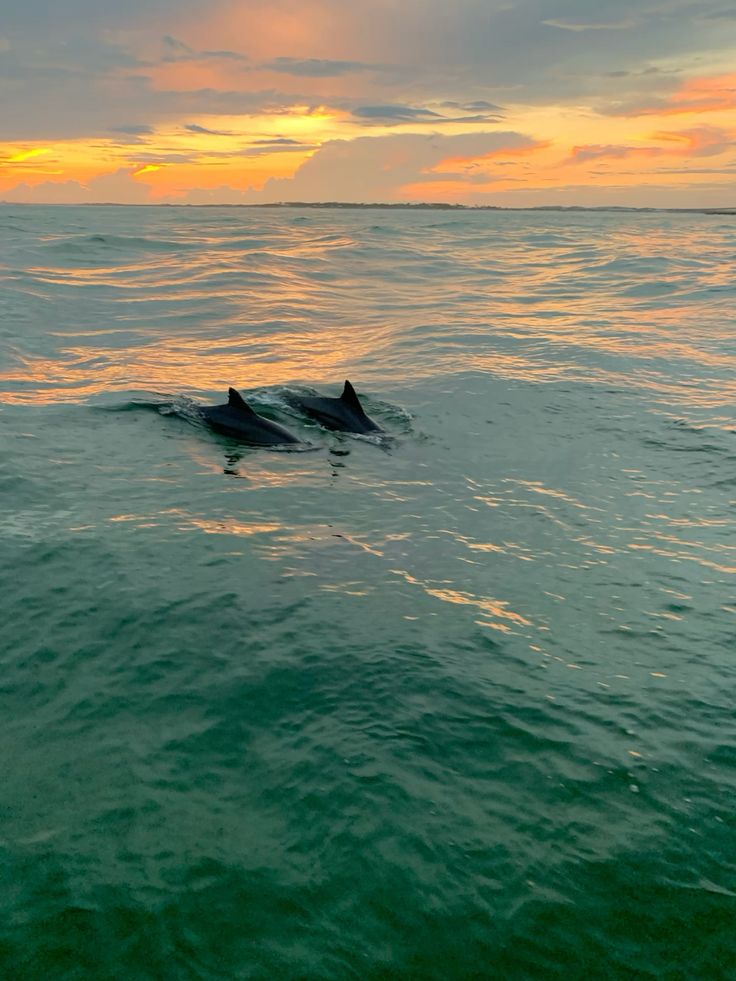 SUNSET+CORAL REEF+BIOLUMINESCENT experience