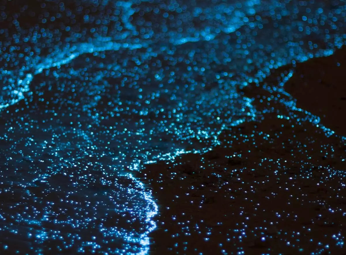 SUNSET+CORAL REEF+BIOLUMINESCENT experience