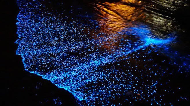 SUNSET+CORAL REEF+BIOLUMINESCENT experience