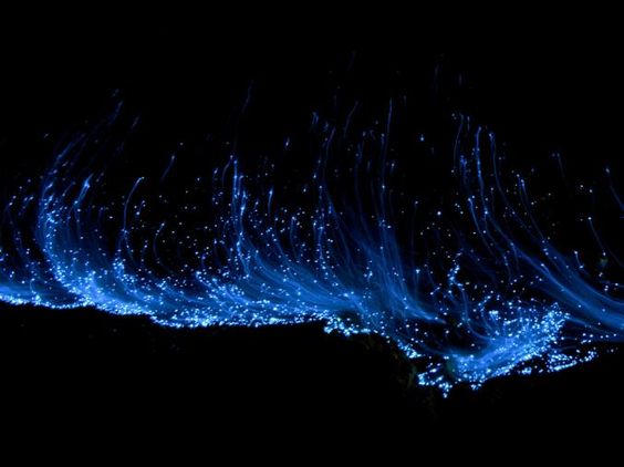 SUNSET+CORAL REEF+BIOLUMINESCENT experience