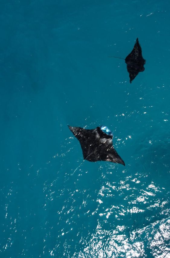 MANTARAY experience