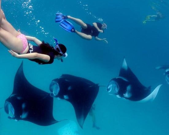 MANTARAY experience