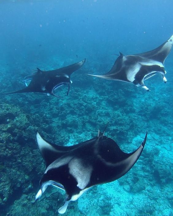MANTARAY experience