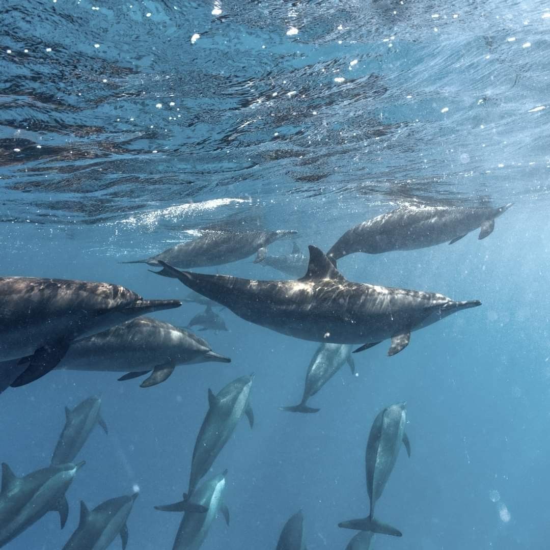 DOLPHIN experience