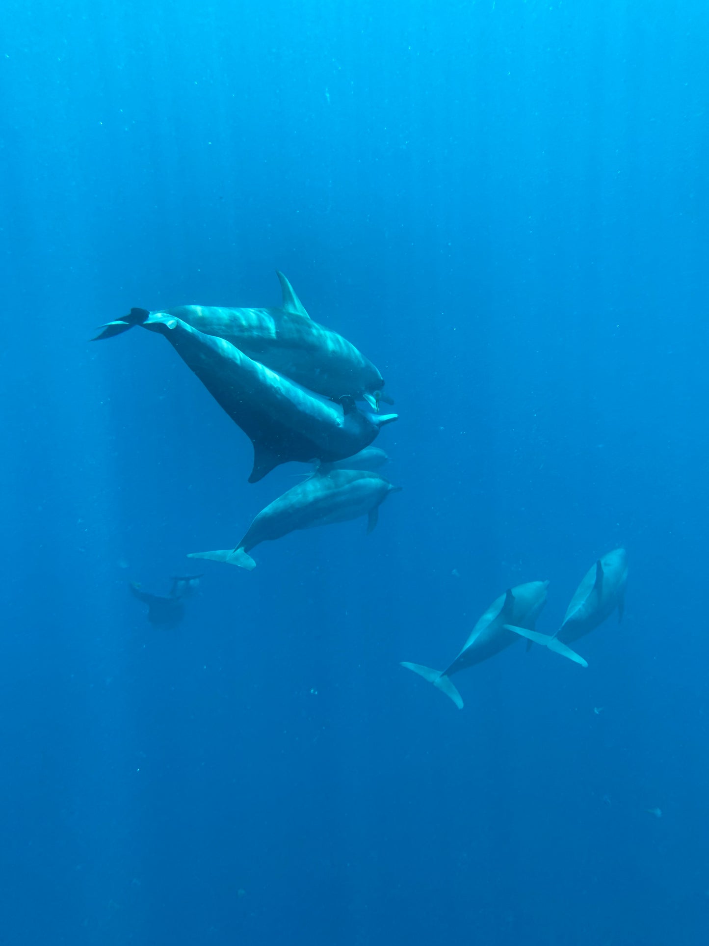 DOLPHIN experience