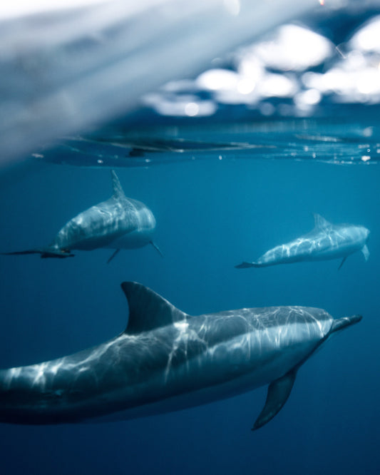 DOLPHIN experience