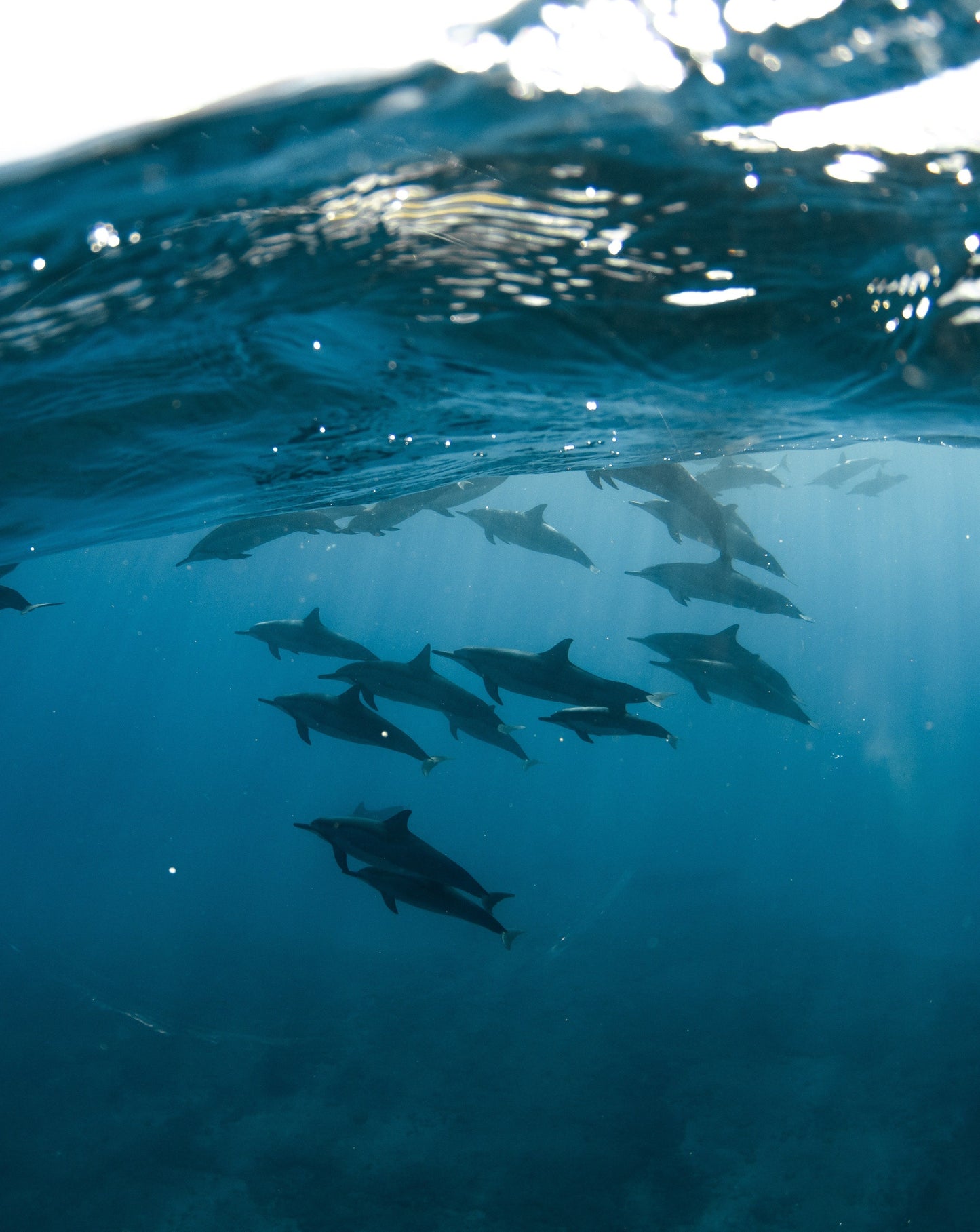 DOLPHIN experience