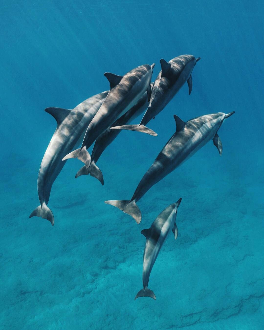 10 Fascinating Facts About Dolphins