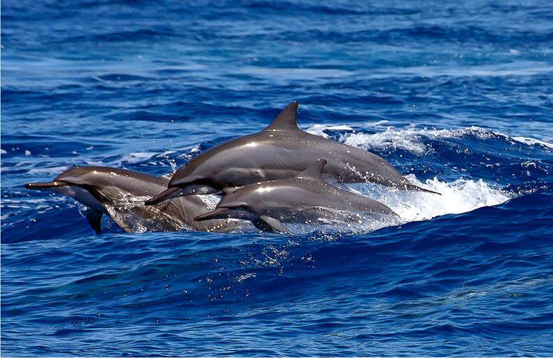 Avistamiento de DELFINES