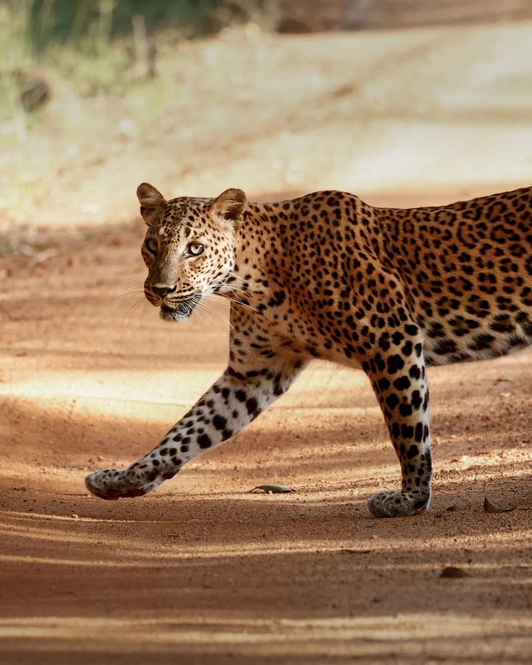 SAFARI en todos los Parques Nacionales