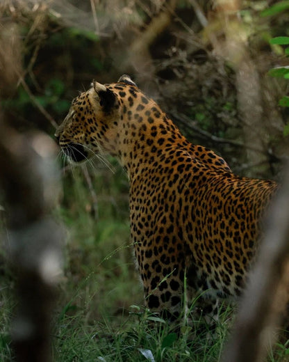 SAFARI en todos los Parques Nacionales