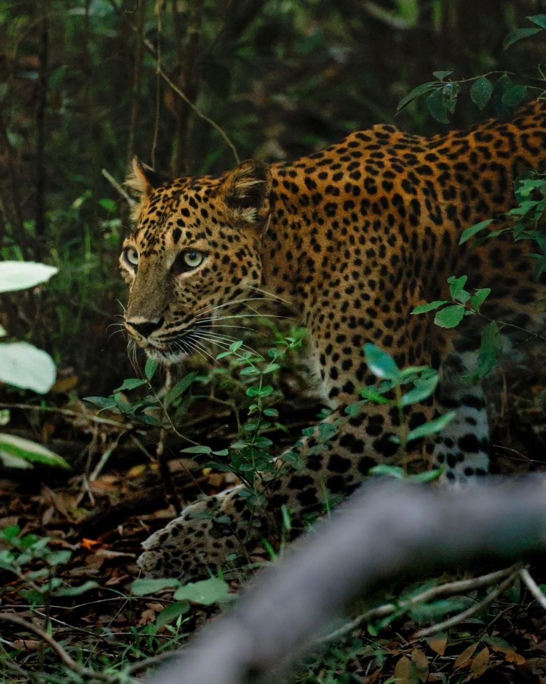 SAFARI en todos los Parques Nacionales