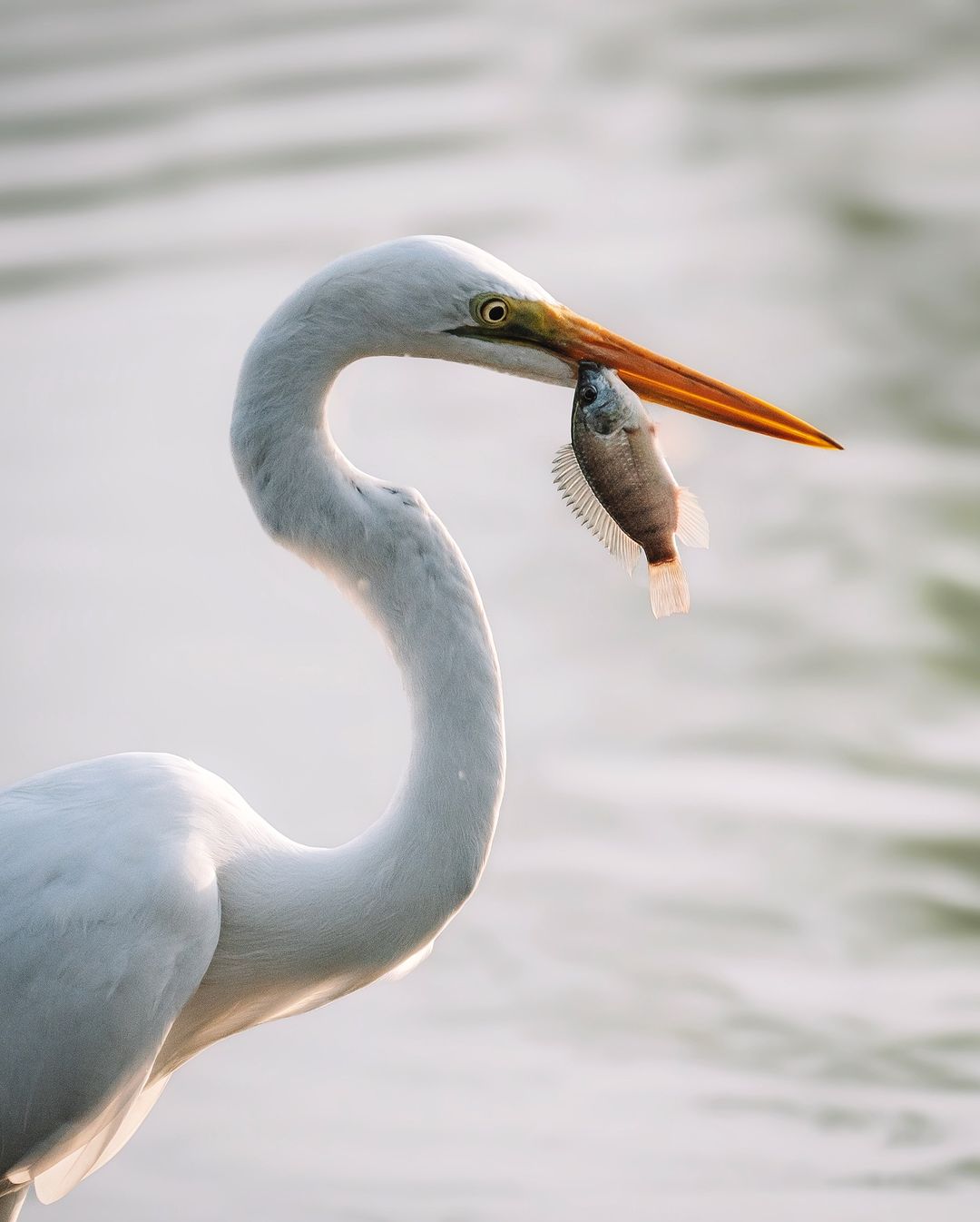 Koggala LAKE Experience: