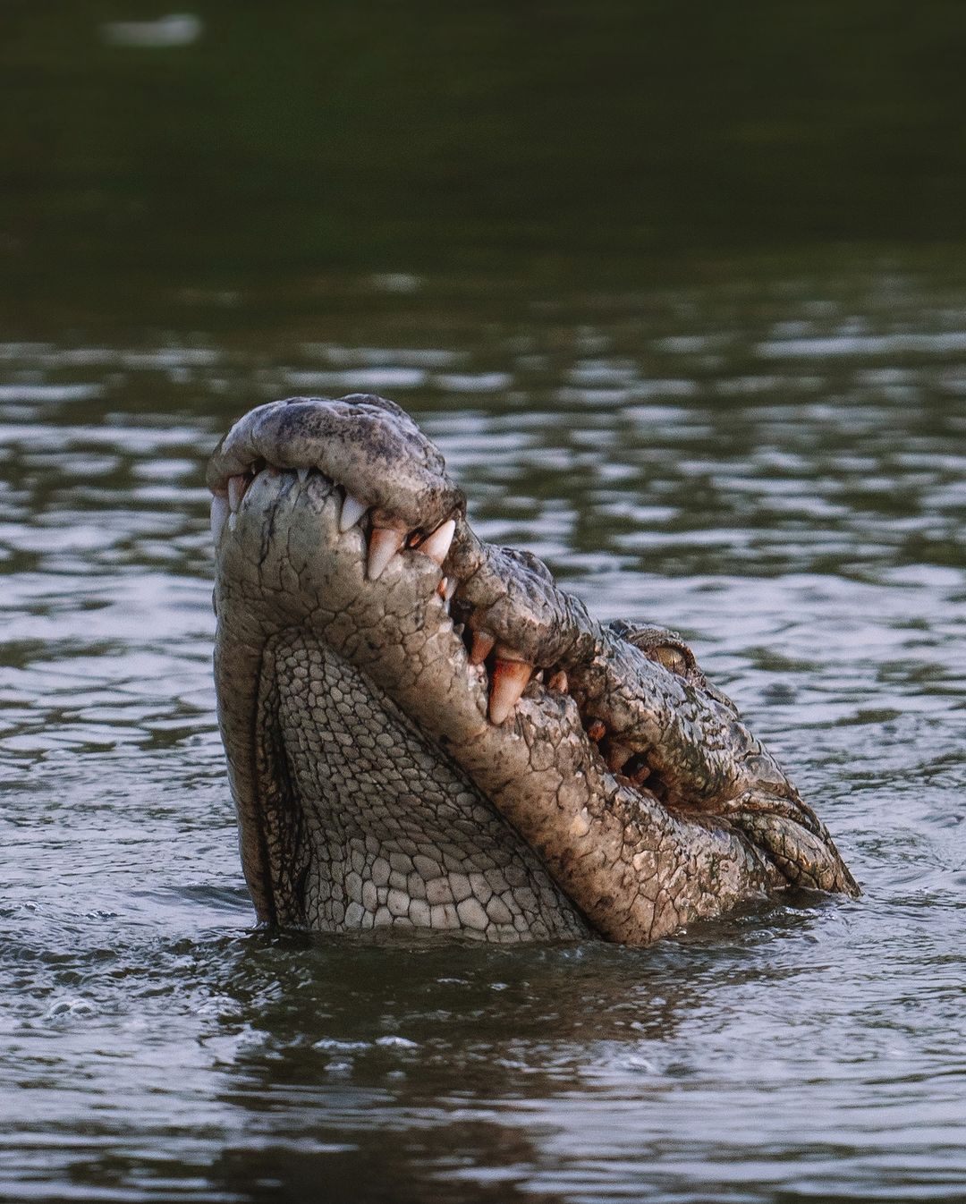 Expérience du LAC Koggala