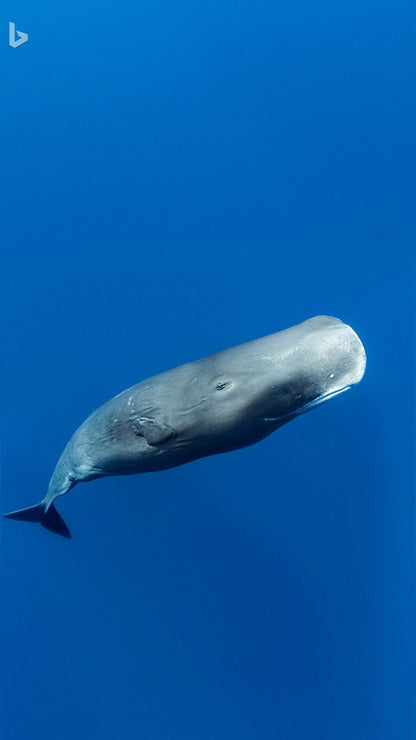 Expérience Baleines et Dauphins