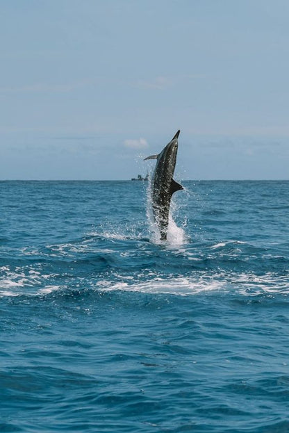 Avistamiento de DELFINES