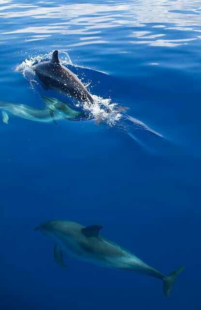 Avistamiento de DELFINES