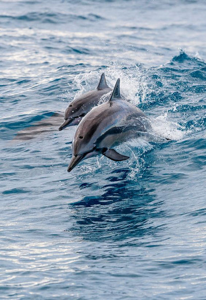 Avistamiento de DELFINES