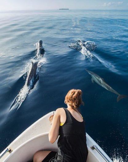 Avistamiento de DELFINES