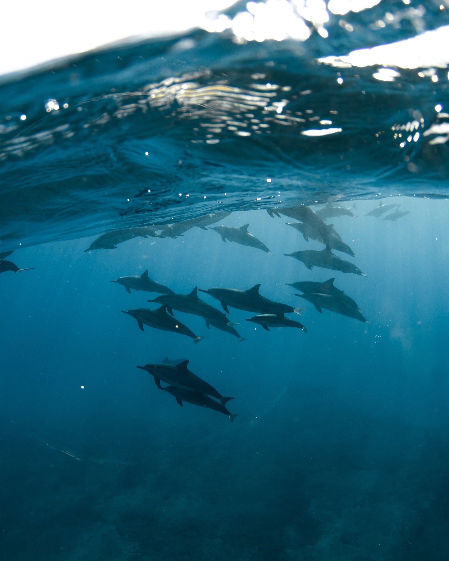 Experiencia con DELFINES + CASCADAS/TEMPLO