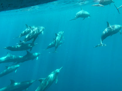 Experiencia con DELFINES