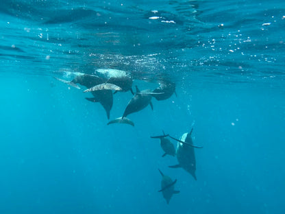 Experiencia con DELFINES