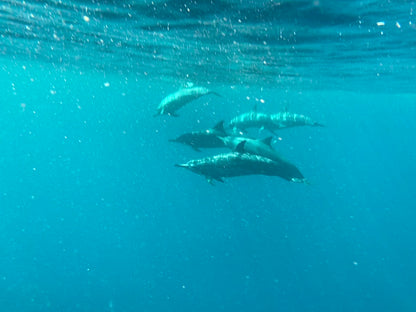 Experiencia con DELFINES